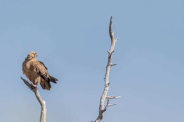 Tawny Eagle Aquila Rapax 비아에 있는에 공원의 꼭대기에 — 스톡 사진