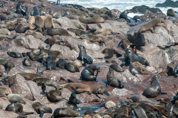 位于纳米比亚骨骼海岸外的Cape Cross海豹群的细节 — 图库照片