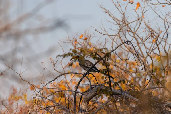 가지에 남부노란 부리를 Tockus Leucomelas — 스톡 사진