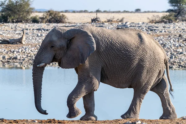 纳米比亚埃托沙国家公园一只非洲大象 Loxodonta Africana 接近一个水坑时被Telephoto开枪击中 — 图库照片