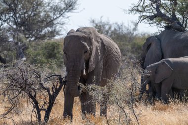 Afrika filleri sürüsü Loxodonta Afrika 'da Namibya' daki Etosha Ulusal Parkı 'nın düzlüklerinde otluyor..