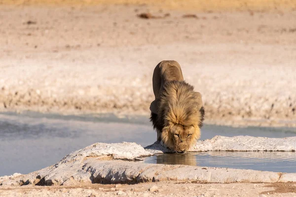 Nahaufnahme Eines Männlichen Löwen Panthera Leo Beim Trinken Aus Einem — Stockfoto