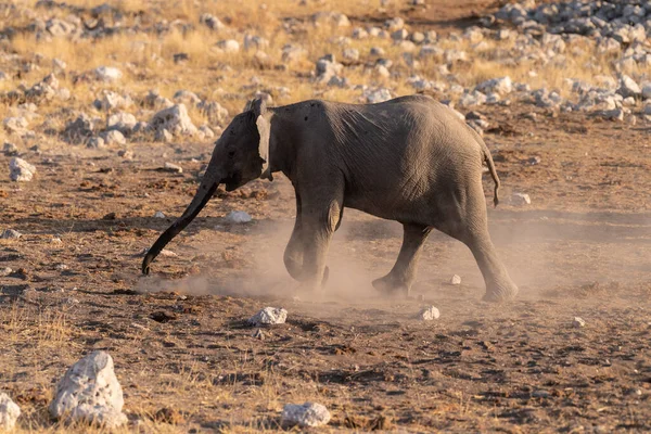 Telephoto Shot Herd African Elephant Loxodonta Africana Taking Bath Waterhole — Foto de Stock