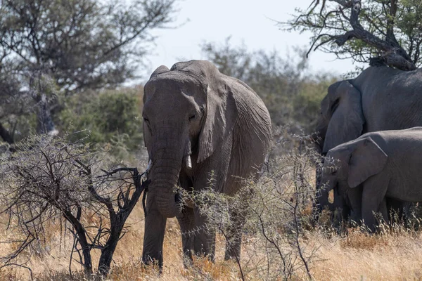 Flock Afrikanska Elefanter Loxodonta Afrikan Betar Slätterna Etosha National Park — Stockfoto