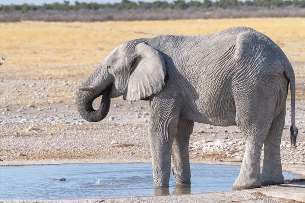 纳米比亚埃托沙国家公园一个巨大的非洲大象 Loxodonta Africana 在一个水坑里喝水时被Telephoto开枪击中 — 图库照片