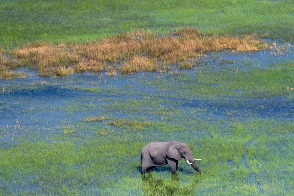 アフリカゾウの空中撮影 ロクソドン アフリカ ボツワナのオカバンゴ デルタでの放牧 — ストック写真