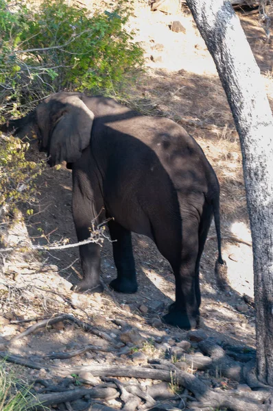 Close Giant African Elephant Loxodonta Africana Grazing Banks Chobe River — Stock Photo, Image