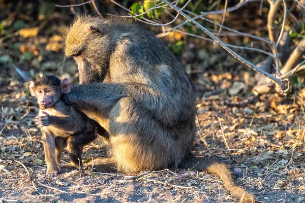 stock image A Chacma Baboon, Papio ursinus, baby with its mother, Chobe National Park, Botswana.