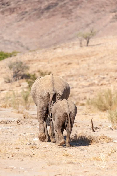 在纳米比亚西北部沙漠中游荡的两只非洲沙漠象 Loxodonta Africana 的尸体 — 图库照片