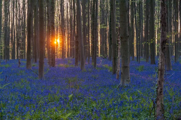 Den Stigande Solen Illumingating Blomsterrabatt Blåklockor Hallerbos Tidig Vårmorgon — Stockfoto