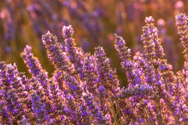 Detail Lavender Field Southern French Provence Sunny Summer Afternoon — Stockfoto