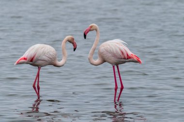 Büyük Flamingolar - Phoenicopterus gülü - Walvis Körfezi kıyıları boyunca, Namibya.