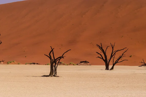 Panoramica Degli Alberi Morti Pietrificati Nella Zona Deadvlei Namibia — Foto Stock