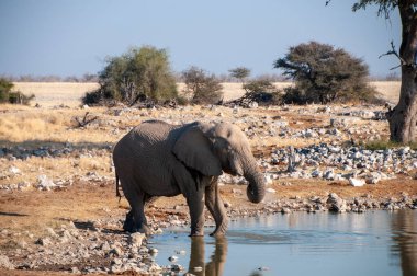 Namibya 'daki Etosha Ulusal Parkı' ndaki bir su birikintisinden su içen dev bir Afrika Fili Loxodonta Afrika 'nın telefon çekimi..