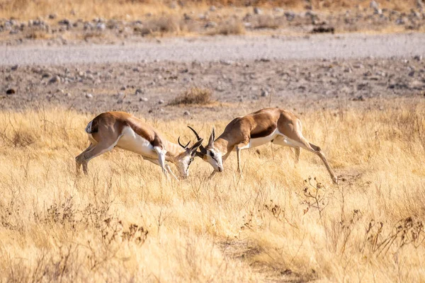 Telefoto Dos Impalas Aepyceros Melampus Participando Una Pelea Cara Cara —  Fotos de Stock
