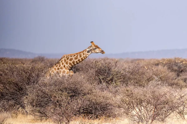 Группа Ангольских Жирафов Жирафов Ангольских Жирафов Стоящих Равнинах Национального Парка — стоковое фото