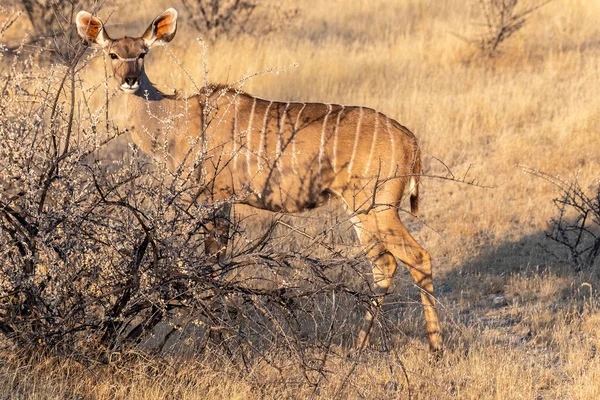 Telefoto Mayor Kudu Tragelaphus Strepsiceros Parque Nacional Etosha Namibia —  Fotos de Stock