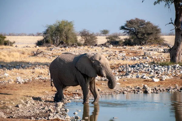 Телефото Гиганта Африканского Слона Локсодонта Пьющего Водопоя Национальном Парке Этоша — стоковое фото