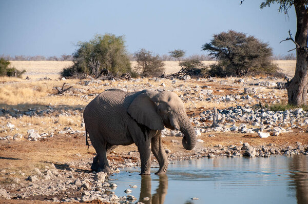 Telephoto shot of one giant African Elephant -Loxodonta Africana- drinking from a waterhole in Etosha National Park, Namibia.