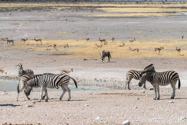 纳米比亚埃托沙国家公园的一群布尔谢尔草原斑马 Equus Quagga Burchelli 的Telephoto射击镜头 它们不安地站在一个水坑里喝水 — 图库照片