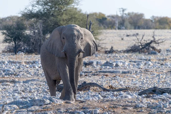 Telefoto Elefante Africano Loxodonta Africana Acercándose Pozo Agua Parque Nacional — Foto de Stock