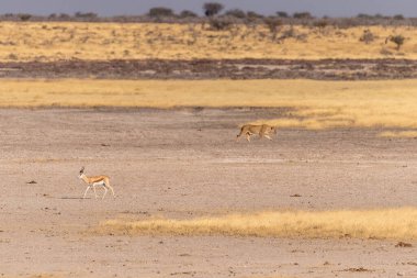 Etosha Ulusal Parkı 'ndaki Aslanların gururunun telefoto çekimi..