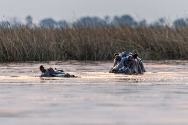 Altın saat boyunca Okavango deltasında yüzen kısmen sular altında kalmış bir su aygırı, Hippopotamus amfibisinin düşük perspektifli görüntüsü..