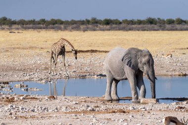 Dev bir Afrika fili Loxodonta Africana 'nın, bir Angolean zürafası, zürafa angolarının, Etosha Ulusal Parkı, Namibya' daki bir su birikintisinin yanında yürürken çekilmiş telefon görüntüsü..