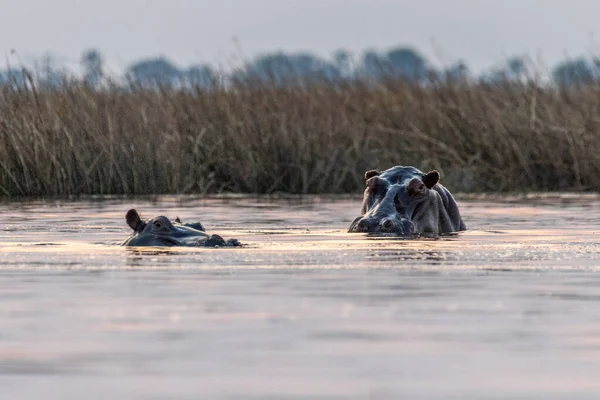 Baixa Perspectiva Hipopótamo Parcialmente Submerso Hippopopotamus Amphibius Flutuando Delta Okavango — Fotografia de Stock