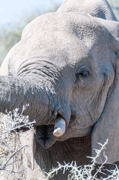 Extremo Primer Plano Elefante Africano Gigante Loxodonta Africana Pastando Las —  Fotos de Stock