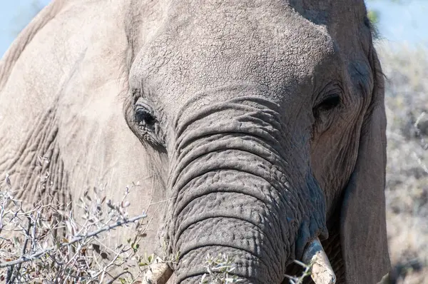 在纳米比亚埃托沙国家公园平原上放牧的一头非洲大象 Loxodonta Africana 的特写镜头 — 图库照片
