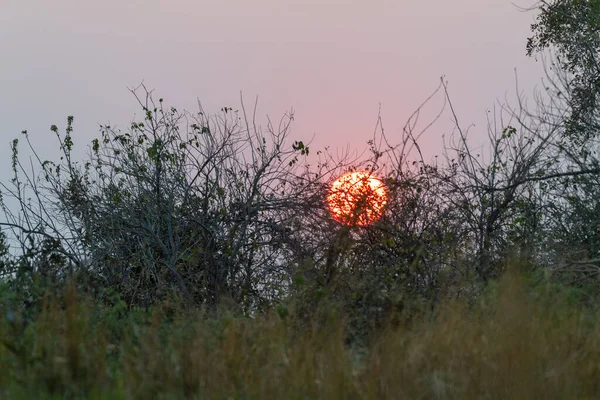 Stunning Landscape Okavango Delta Sunset — Stock Photo, Image
