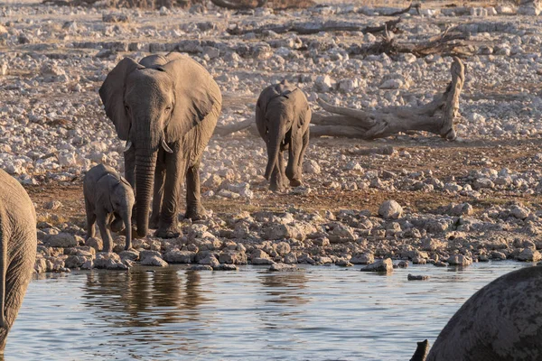 Herd African Elephant Loxodonta Africana Taking Bath Waterhole Etosha National — 图库照片