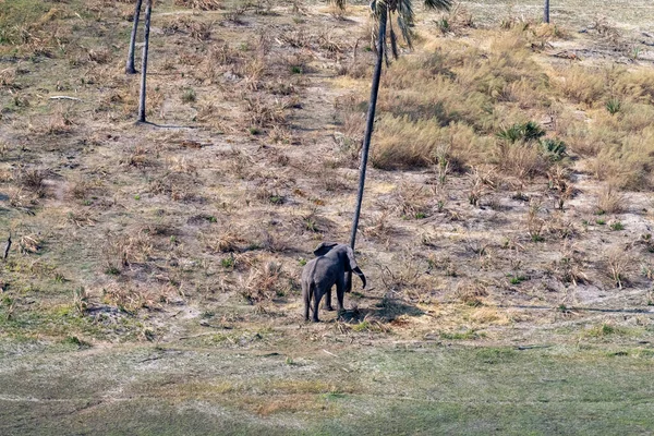 Kafasını ona sürtmek üzere olan bir Afrika filinin palmiye ağacının yanında havadan çekilmiş görüntüsü. Okavango Deltası, Botswana.