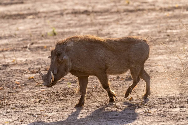 Primer Plano Warthog Común Phacochoerus Africanus Vagando Alrededor Del Parque —  Fotos de Stock