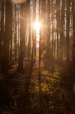 Yükselen güneş illumingating Hallerbos, bir bahar sabahı bluebells flowerbed.