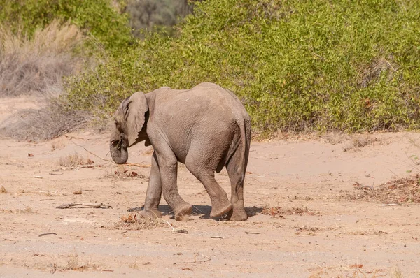 Εντυπωσιασμός Ενός Αφρικανικού Ελέφαντα Της Ερήμου Loxodonta Africana Περιπλάνηση Στην — Φωτογραφία Αρχείου
