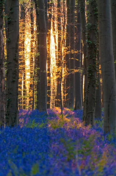 Den Stigande Solen Illumingating Blomsterrabatt Blåklockor Hallerbos Tidig Vårmorgon — Stockfoto