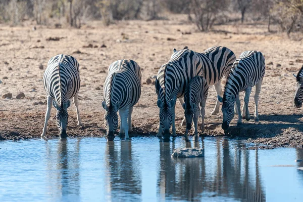 Eine Gruppe Von Burchells Plains Zebra Equus Quagga Burchelli Trinkt — Stockfoto