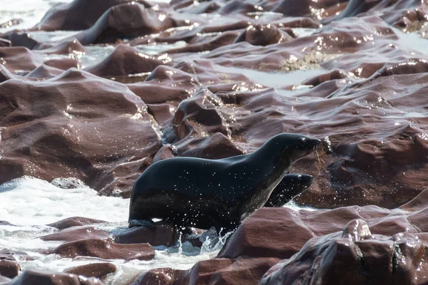 Cape Fur Seals Arctocephalus Pusillus Praia Colônia Cape Cross Seal — Fotografia de Stock