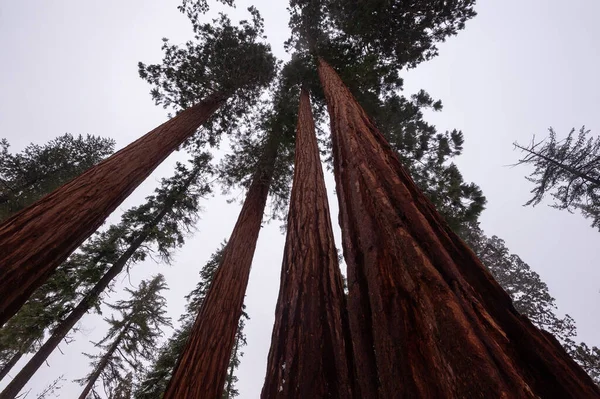 Wnętrze Pokryte Śniegiem Gigantyczne Sequoias Mariaposa Grove Park Narodowy Yosemite — Zdjęcie stockowe