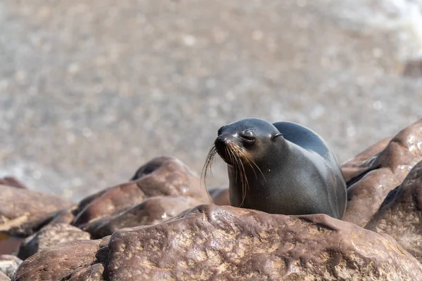 Focas Del Cabo Arctocephalus Pusillus Playa Colonia Cape Cross Seal — Foto de Stock