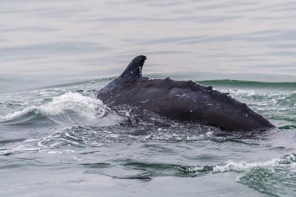 Close Barbatana Dorsal Uma Baleia Superfície Particular Walvis Bay Namíbia — Fotografia de Stock