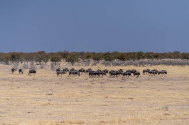 Connochaetes Taurinus adındaki mavi bir antilop sürüsünün, Etosha Ulusal Parkı, Namibya ovalarında yürüdüğünü gösteren telefoto görüntüsü..