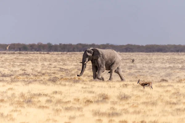 纳米比亚埃托沙国家公园平原上一只非洲大象 Loxodonta Africana 的Telephoto拍摄 — 图库照片