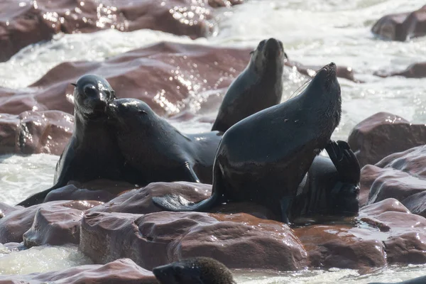 Cape Fur Seals Arctocephalus Pusillus Пляже Колонии Cape Cross Seal — стоковое фото