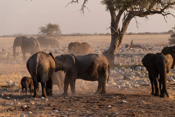 Telefoto Flock Afrikansk Elefant Loxodonta Afrikan Badar Ett Vattenhål Etosha — Stockfoto