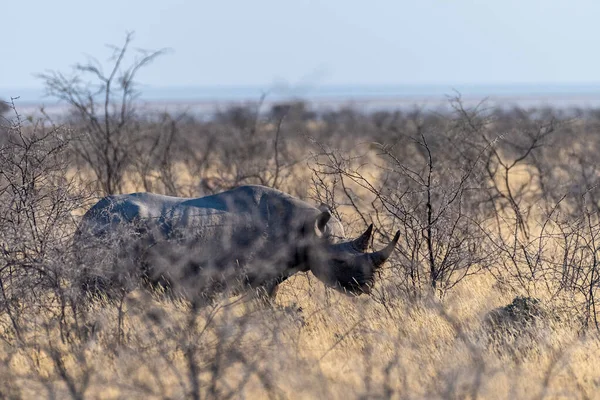 Een Zwarte Rhinoceros Diceros Bicornis Eten Scrubs Vlaktes Van Etosha — Stockfoto