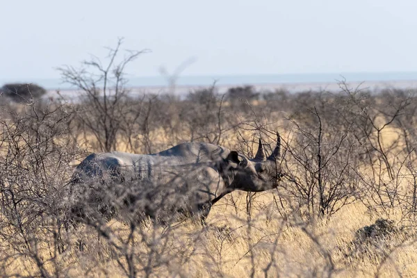 Svart Noshörning Diceros Bicornis Äta Buskar Slätterna Etosha Nationalpark Namibia — Stockfoto