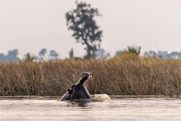 Telefoto Hlavy Částečně Ponořeného Hrocha Hrocha Obojživelníka Neklidného Deltě Okavanga — Stock fotografie